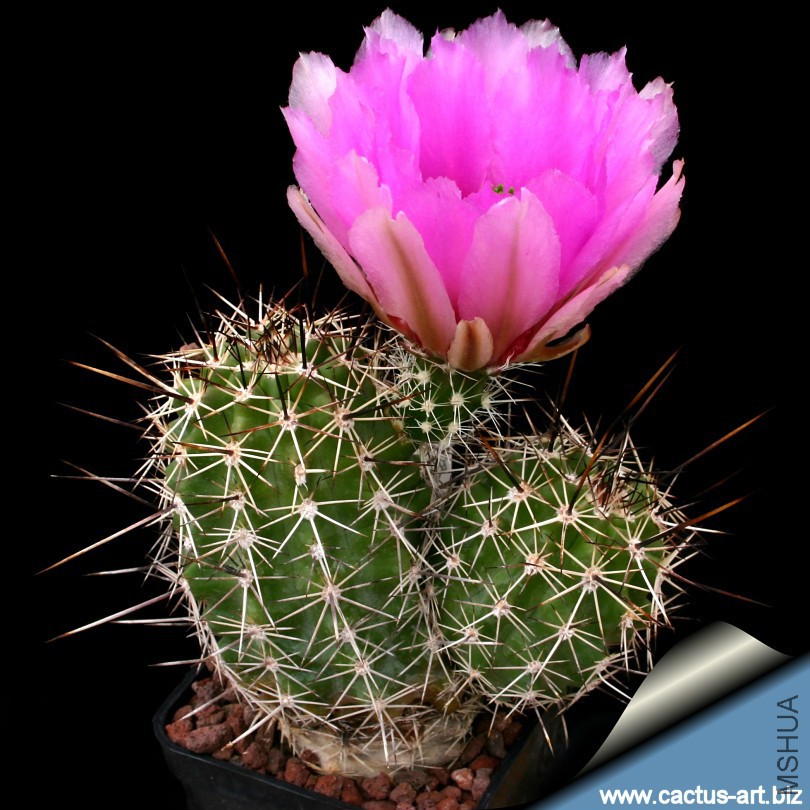 Echinocereus_engelmanni_fascicualatus_Safford_AZ_TL_810.jpg