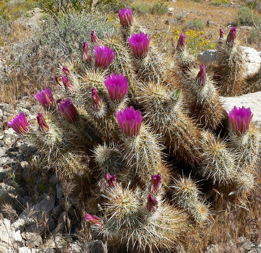 Echinocereus_engelmannii_8.jpg