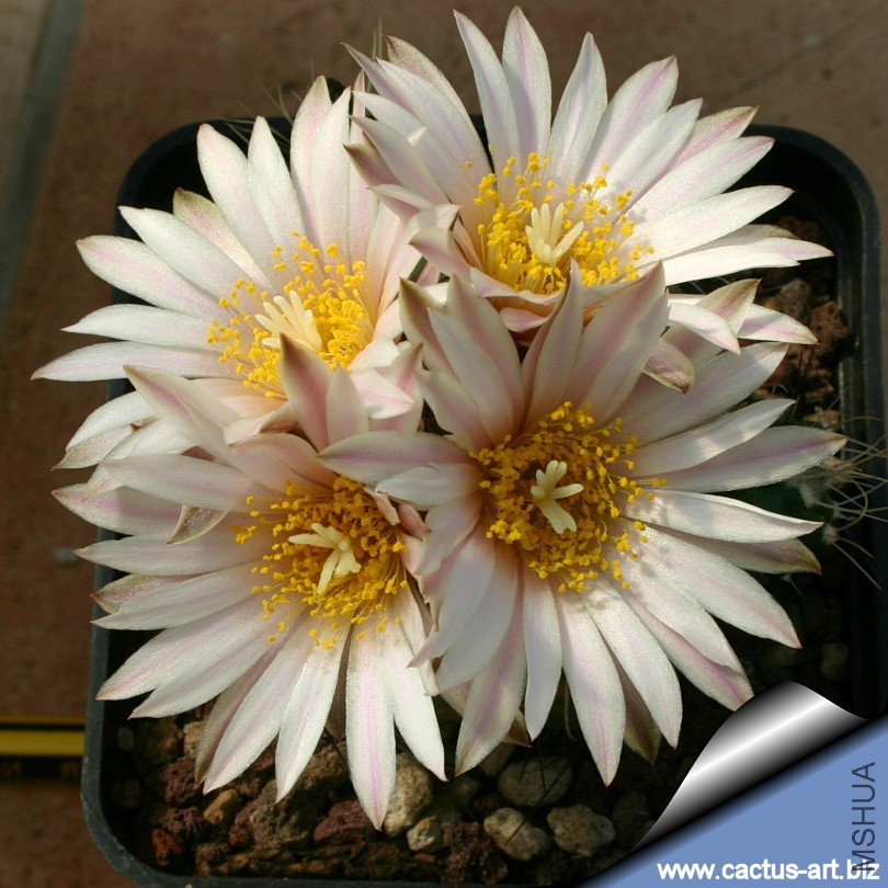 Echinocereus_knippelianus_kruegeri_fl_top_810.jpg