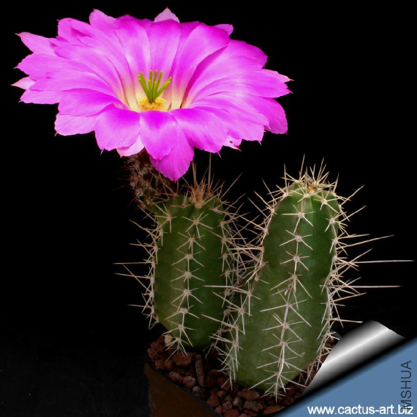 Echinocereus_leonensis_900.jpg