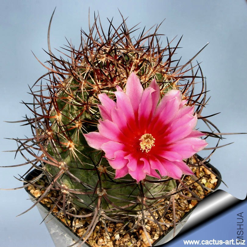 Echinocereus_lindsayi_05_810.jpg