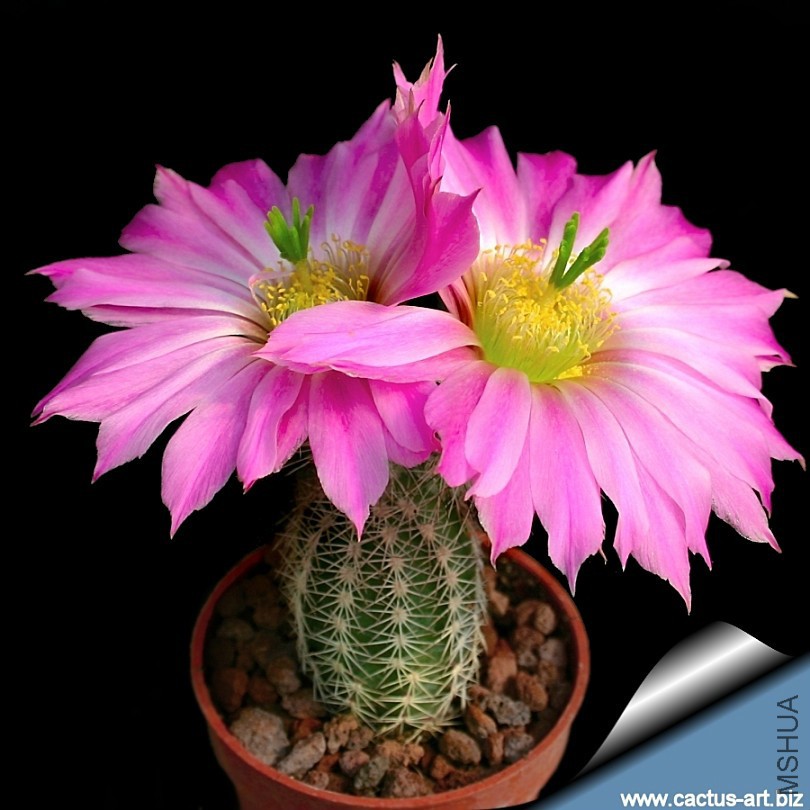 Echinocereus_metornii_810.jpg