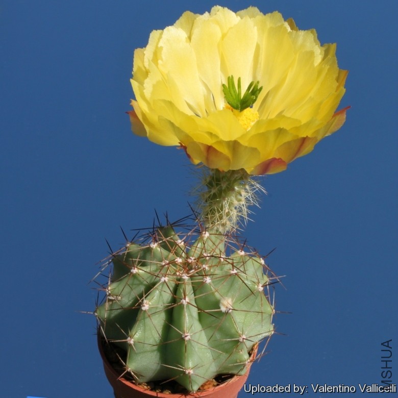 Echinocereus_ochoterenae_7938_l.jpg