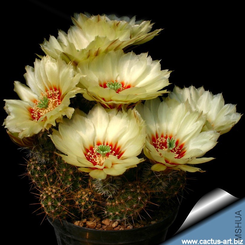 Echinocereus_papillosus_angusticeps_810.jpg