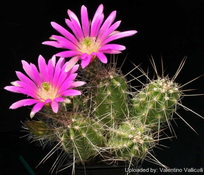Echinocereus_parkeri_6773_l.jpg