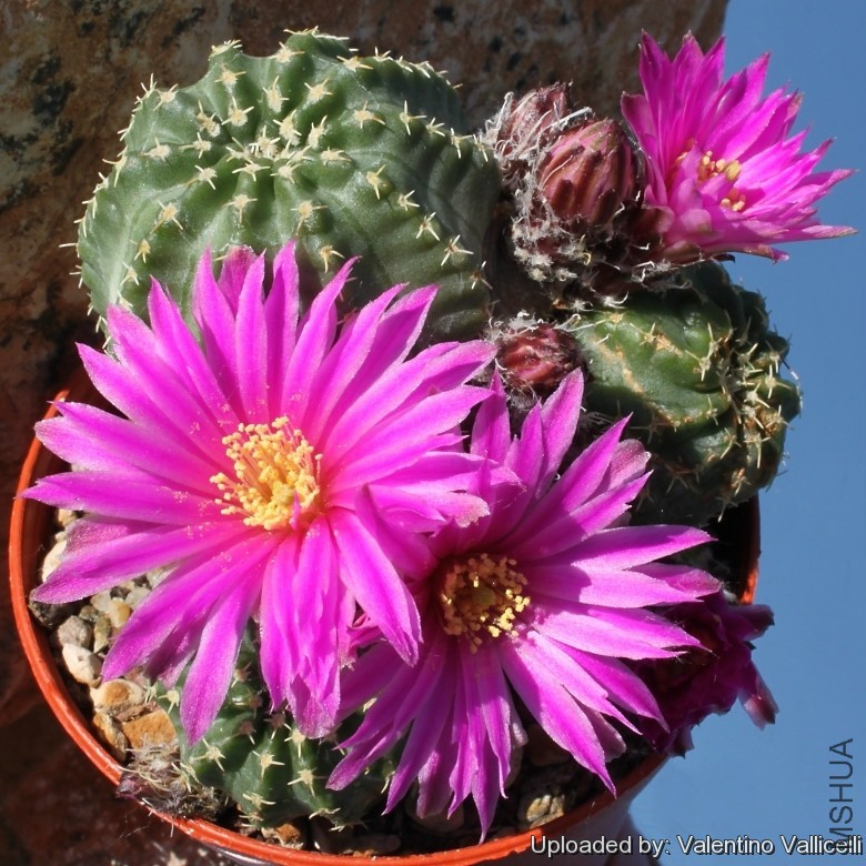 Echinocereus_pulchellus_var__amoenus_f__aguirrei_6884_l.jpg