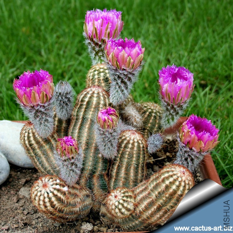 Echinocereus_reichenbachii_cluster_810.jpg