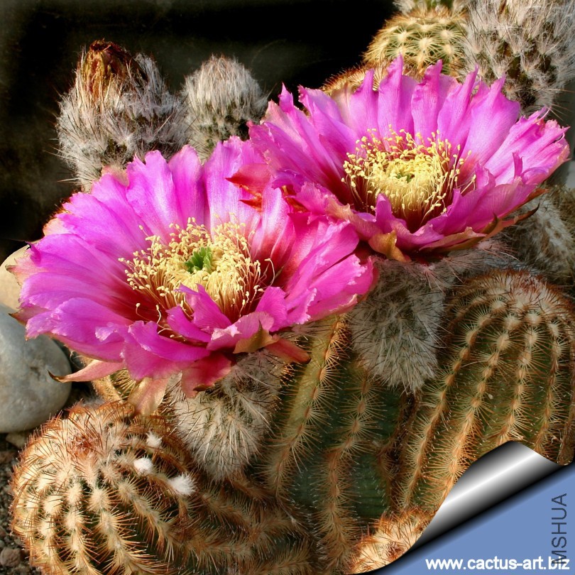 Echinocereus_richenbachii_sd_810.jpg