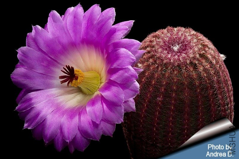 Echinocereus_rigidissimus_rubrispinus_fl_800.jpg