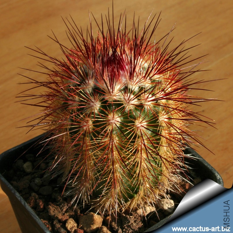 Echinocereus_russanthus_810.jpg
