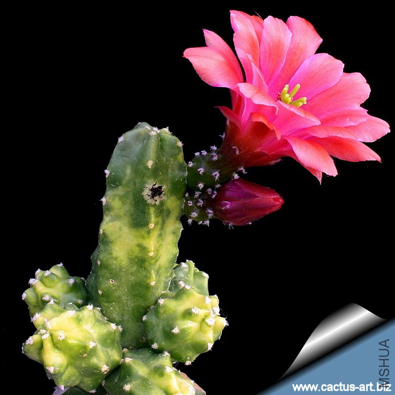 Echinocereus_sherii_gentryi_honk_kong_810.jpg