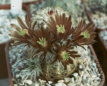 echinocereus3.jpg