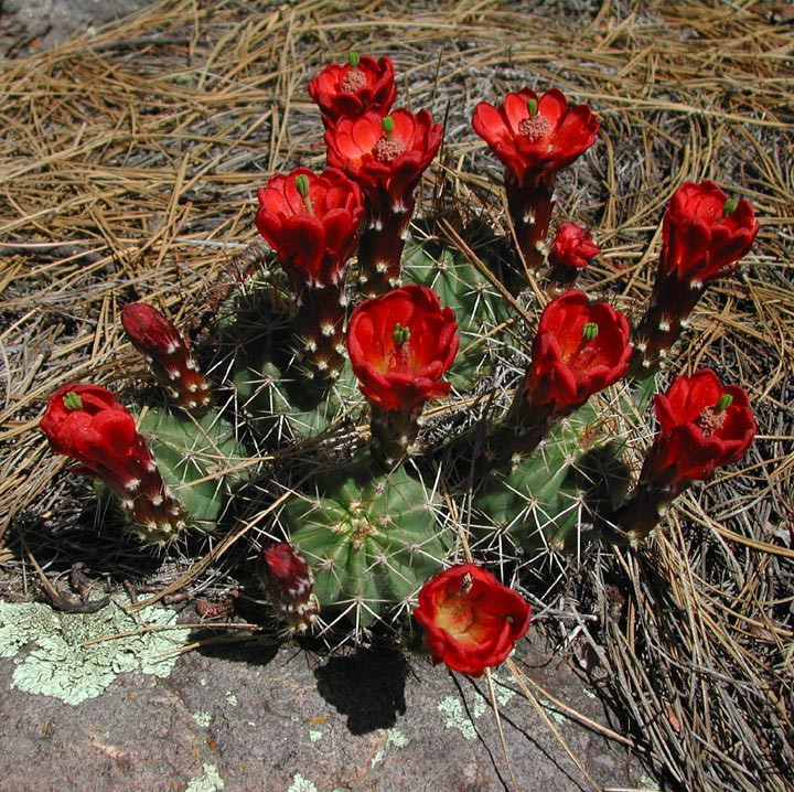 Echinocereus-coccineus-P-.jpg
