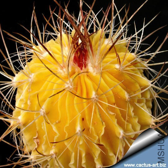 Echinofossulocactus_yellow_540.jpg