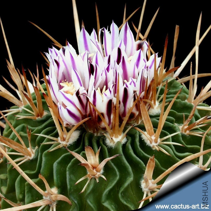 Echinofossulocactus_glatiatus_fl_810.jpg