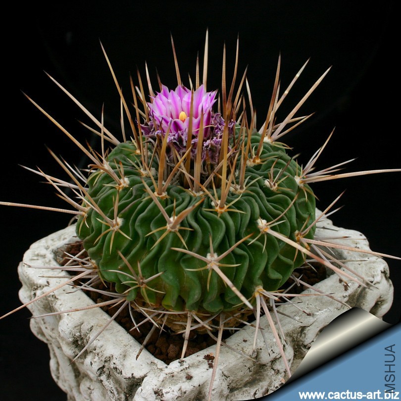 Echinofossulocactus_hastatus_01_810.jpg