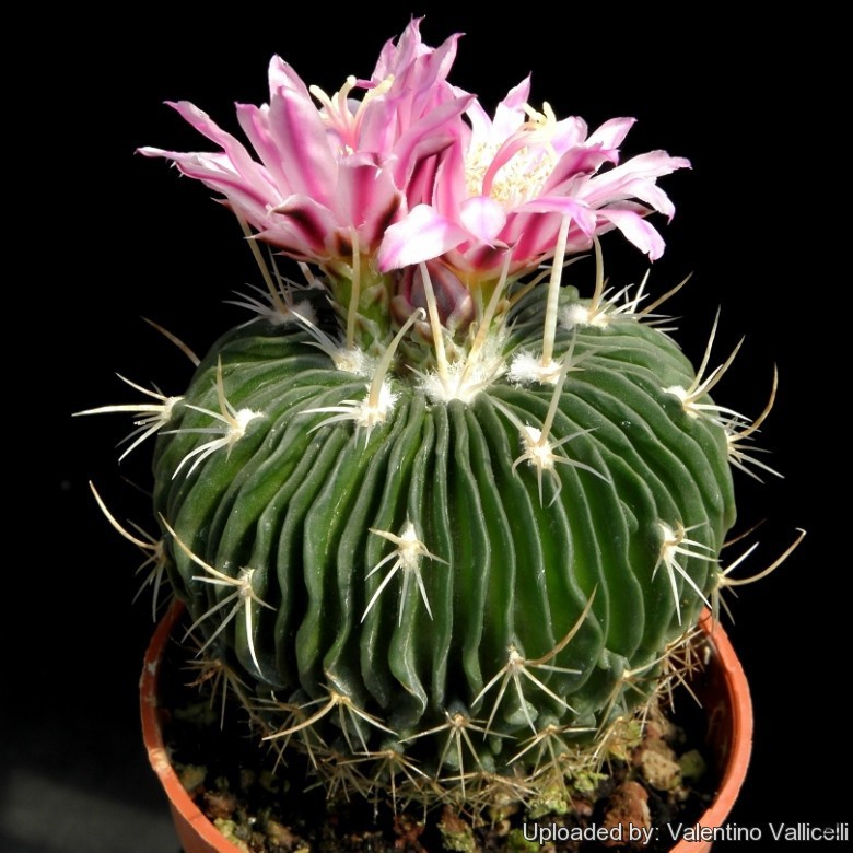 Echinofossulocactus_multicostatus_5396_l.jpg