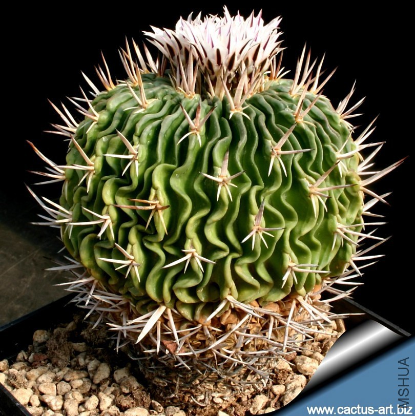 Echinofossulocactus_pentacanthus_810.jpg