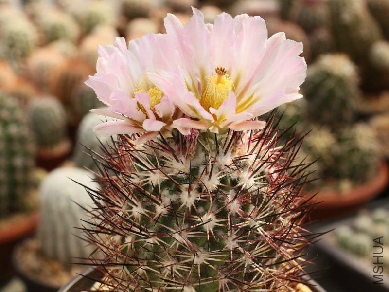 fzrncechinomastus-acunensis-hk-304-central-arizona.jpg