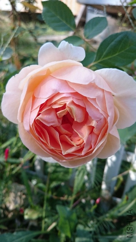 DSC_0348.JPG