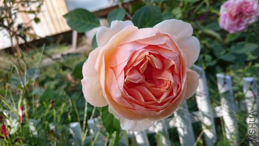 DSC_0351.JPG