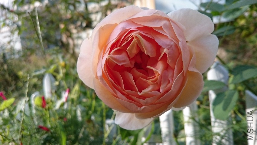 DSC_0353.JPG