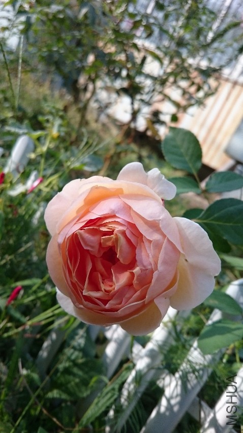 DSC_0355.JPG
