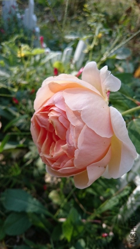 DSC_0359.JPG