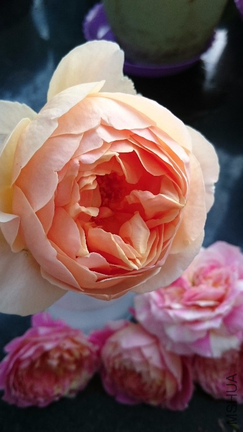 DSC_0367.JPG
