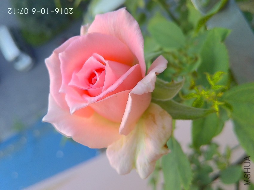 IMG_20161006_071206_HDR.jpg