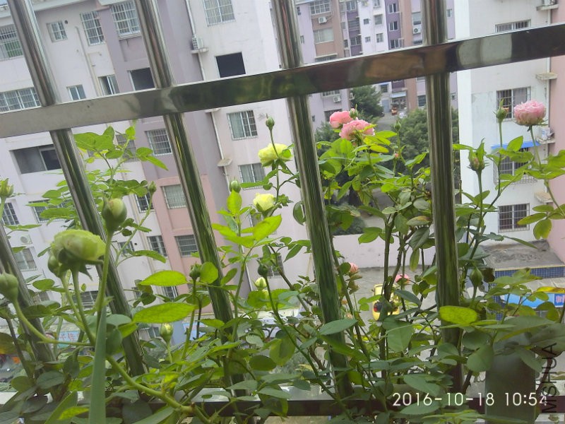 IMG_20161018_105432_HDR.jpg