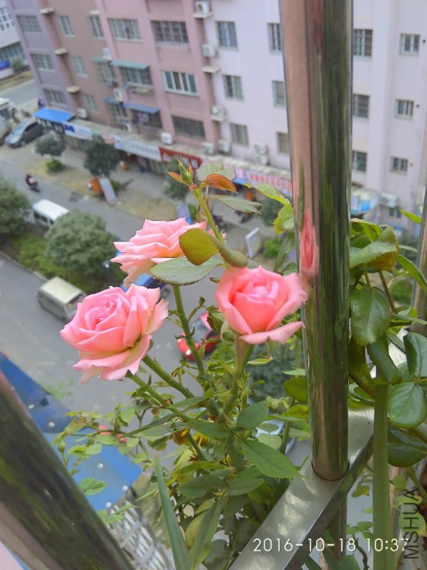 IMG_20161018_103703_HDR.jpg