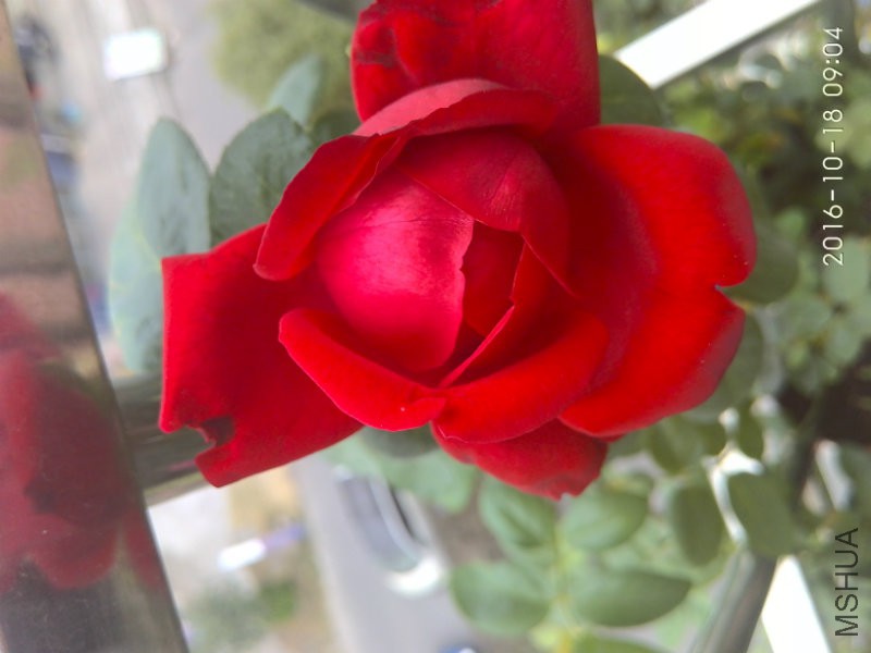 IMG_20161018_090410.jpg