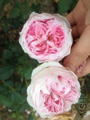 �ҵ��ģ������۵��¼�