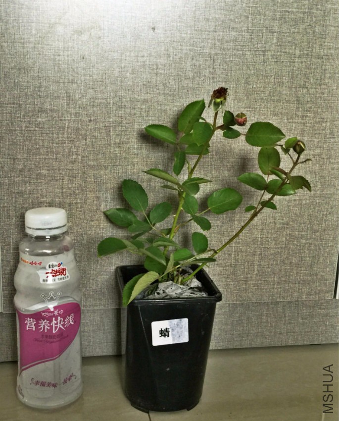 2016-05-30 114335.jpg