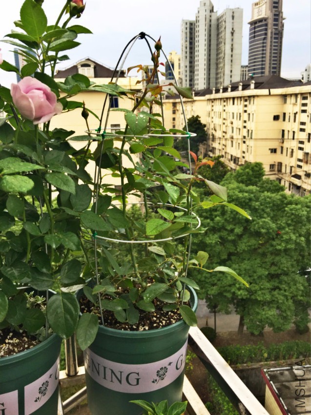 2016-10-14 065044.jpg