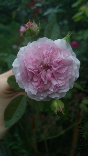 ޹�²ݻ����Ļ�