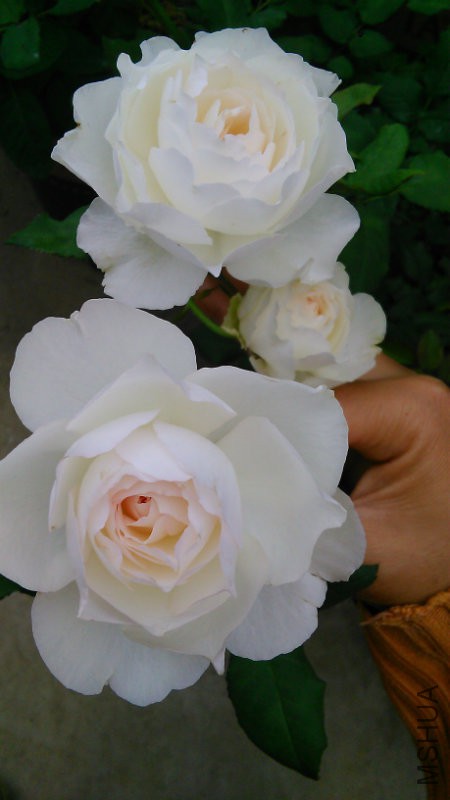 IMG_20160830_101606.jpg