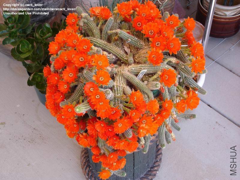 Echinopsis chamaecereus f lutea.jpg