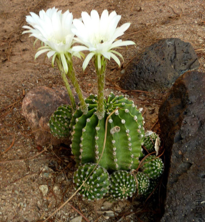 Echinopsis eyriesii flowers white.jpg