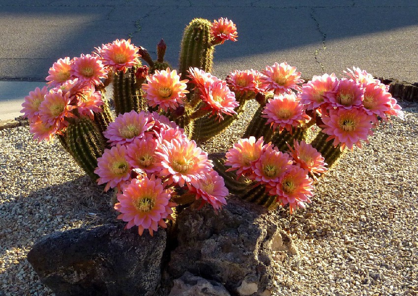 Echinopsis huascha2.jpg