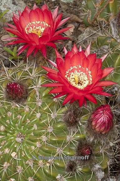 Echinopsis korethroides 3370a.jpg
