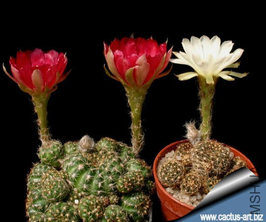 Echinopsis_arachnacantha_red-white_540.jpg
