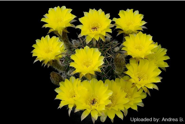Echinopsis_aurea_2677_l.jpg