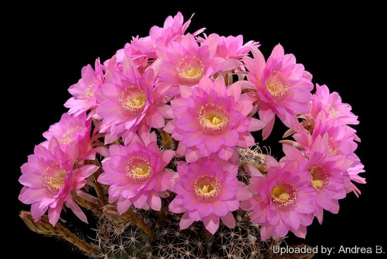 Echinopsis_callichroma_2727_l.jpg