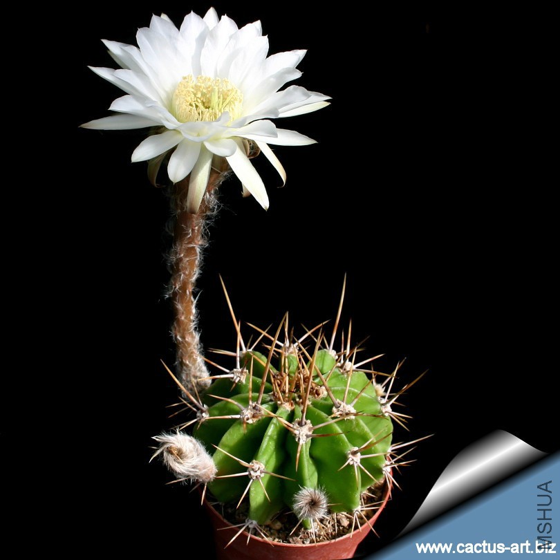 Echinopsis_chacoana_810.jpg
