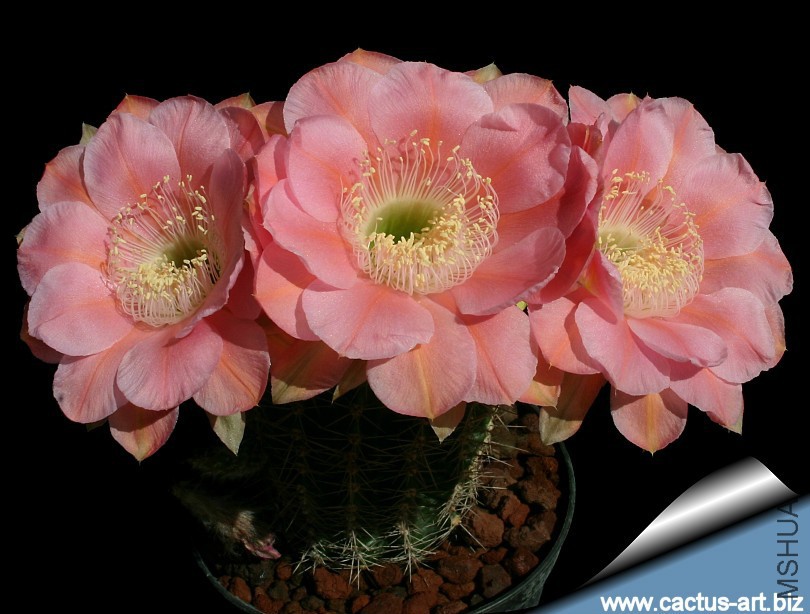 Echinopsis_eddie_bloom_810.jpg