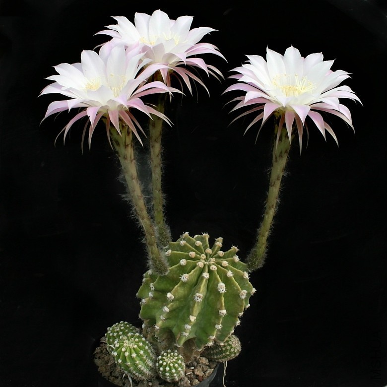 Echinopsis_eyriesii_13649_l.jpg