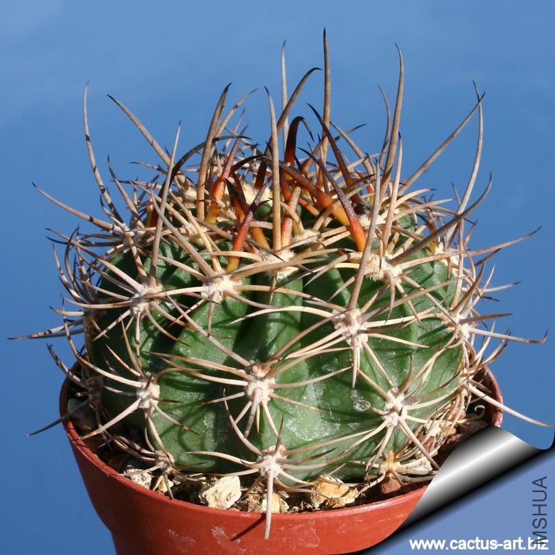 Echinopsis_hystrichoides_sd_810.jpg