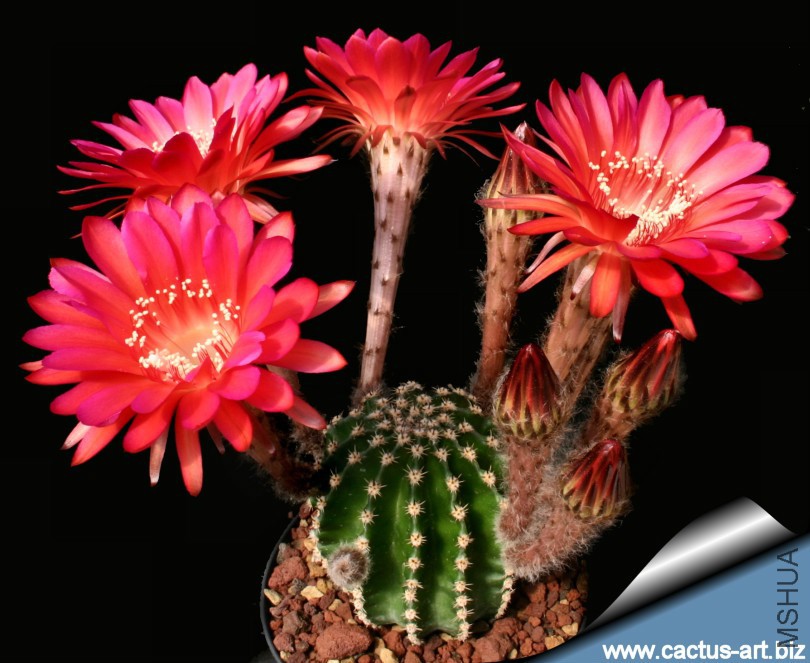 Echinopsis_madame_pele_blooms_810.jpg
